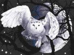 (image for) White Owl
